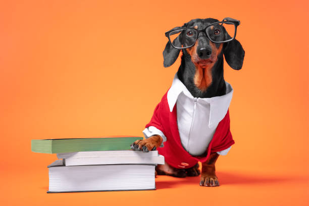 student dog with books