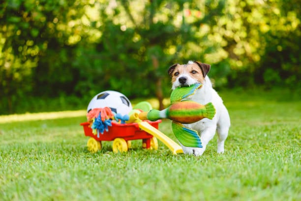 happy dog playing with favorite toy