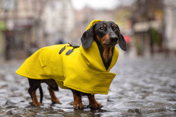 Emergency Preparedness for Summer Storms: Keeping Your Pets Safe