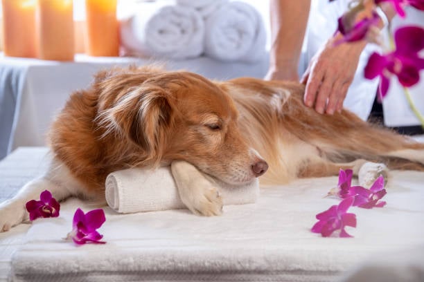 Exploring the Rise of Luxury Dog Boarding Services