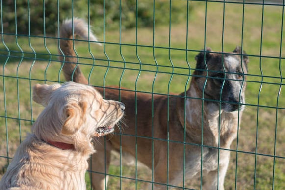 Two dogs look at each other through a fence