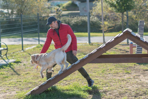 dog trainer working outside with dog on ramp