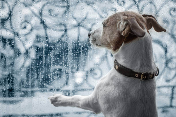 Emergency Preparedness for Summer Storms: Keeping Your Pets Safe