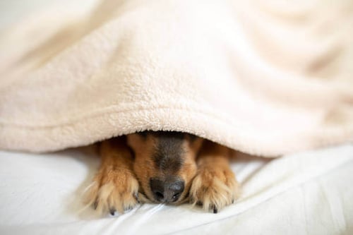 A dog sleeps under a blanket