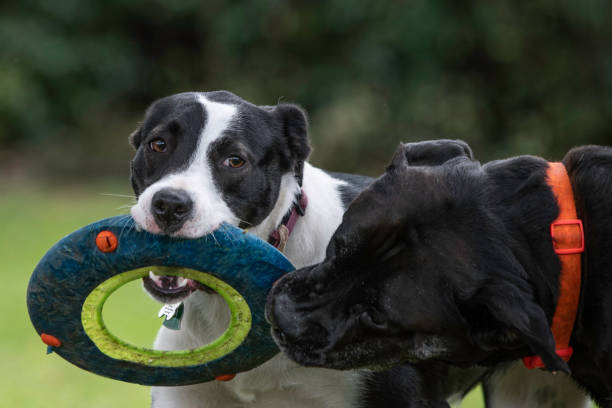 dogs playing with a Christmas wreath toy