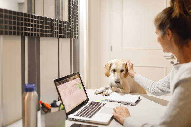 pet parent booking a stay for their dog