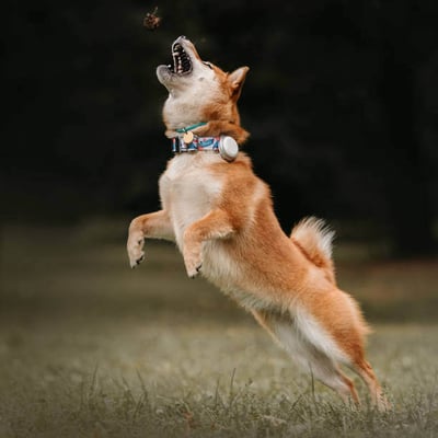 Integrating Wearable Tech for Pets into Your Services