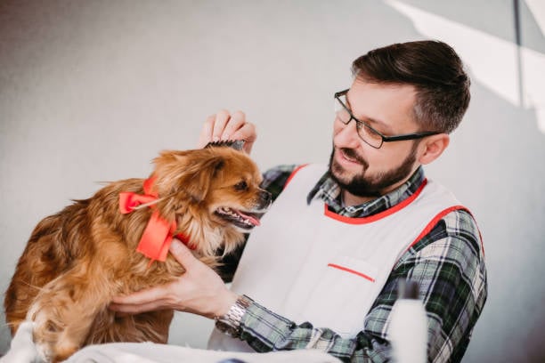 pet pro finishing up grooming services on a happy dog