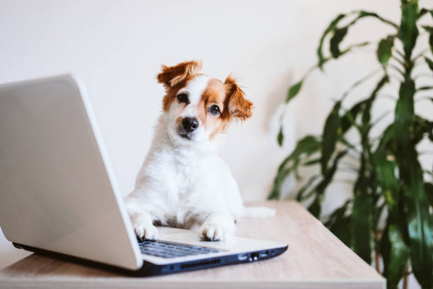 cute and curious dog on laptop computer