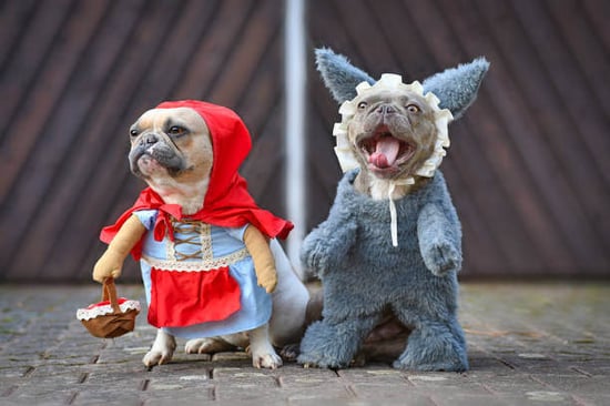 Two dogs wear costumes
