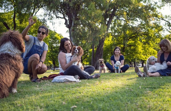 Pet parents socialize together at a park