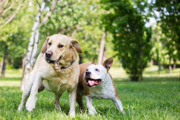 Two dogs play together outside to get exercise with a rope toy