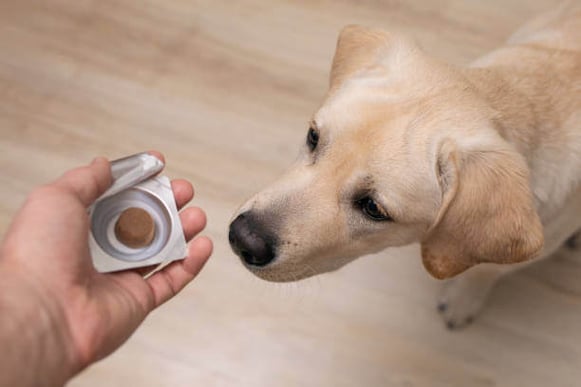 A person gives a dog a supplement