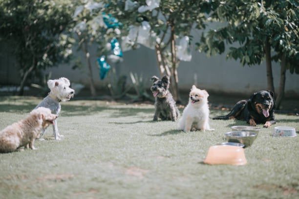 pups lounging outside at a dog daycare