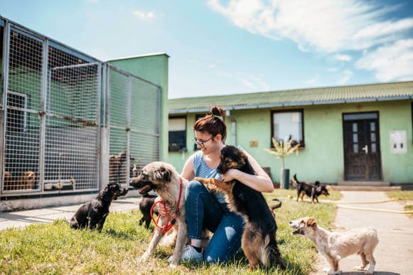 A group of dogs play outside at a dog daycare