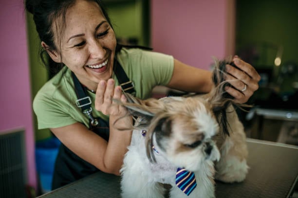 gia the business owner playing with a dog insider her grooming pet business