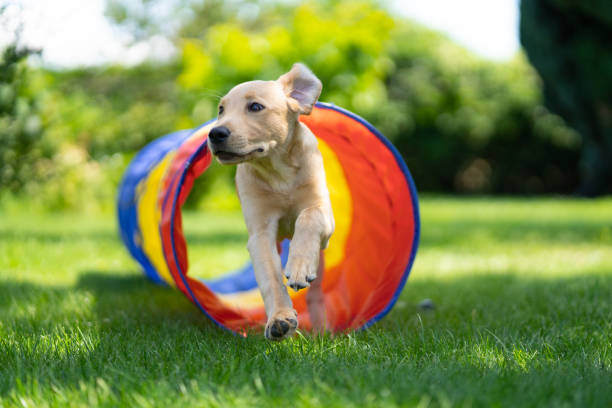 A dog runs through a tunnel