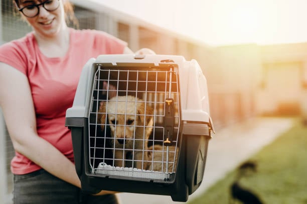 dog with pet parent in a travel carrier