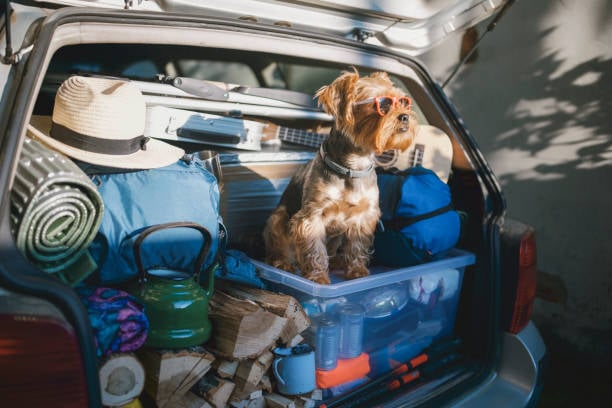 dog in full car ready for camping trip