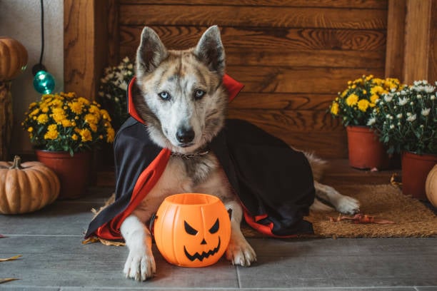 halloween dog in Dracula costume