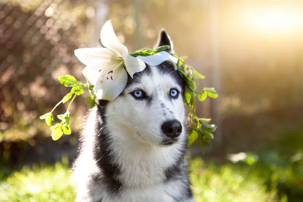 Spring-Themed Grooming Styles