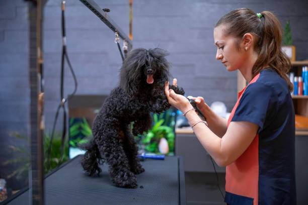 Tech Tools for Dog Grooming Services