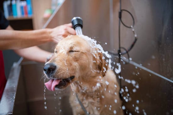 A dog gets a bath in a wash bay