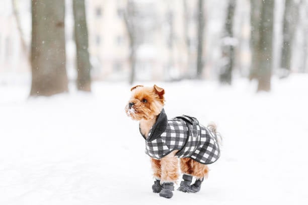 dog in plaid jacket with matching boots
