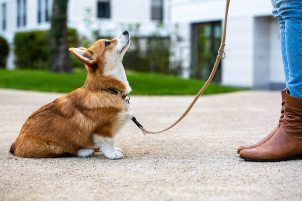 A corgi dog sits in front of a person, looking up at them
