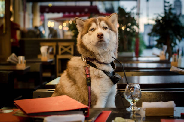 One of the greatest joys of running a dog bar is the opportunity to cater to our community's most charming four-legged patrons. While ensuring a dog-friendly environment is crucial, curating a dog-friendly menu is equally, if not more, important. Let's dig into how you can design a delicious, safe, and enticing menu that will have tails wagging all day long.