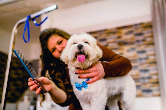 A woman grooms a dog