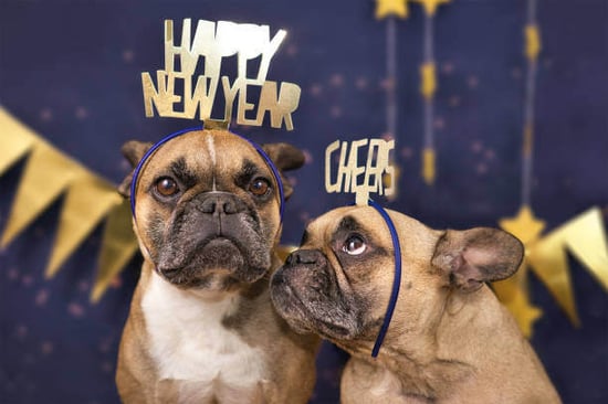 New Years dogs