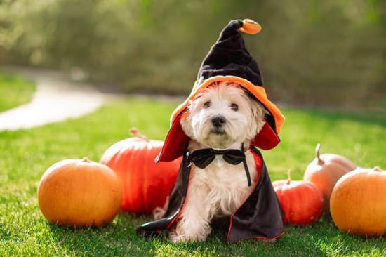 A dog sits outside wearing a Halloween costume