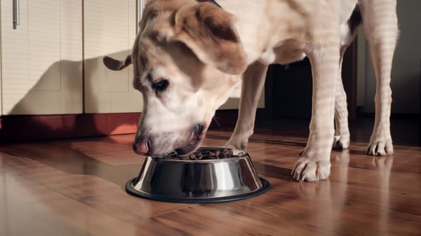 7 Protocols Every Kennel Should Have in Place for Success