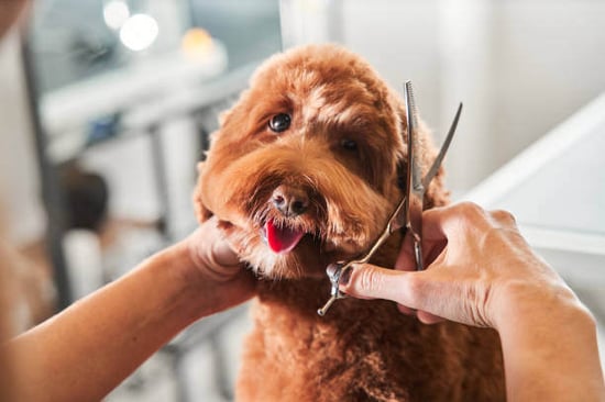 A dog gets it's face hair trimmed