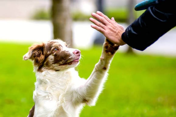 A dog gives a person a high five