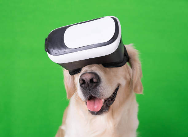 Virtual Reality Experiences for Dogs: The Future of Dog Training?