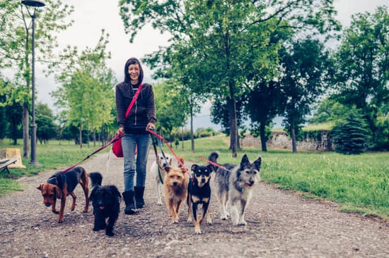 Dog group walk outdoors