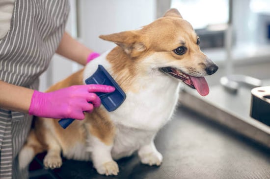 A corgi dog gets brushed