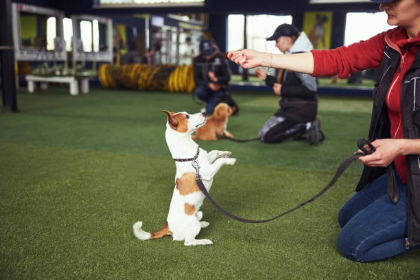 professional dog training class with dogs following commands