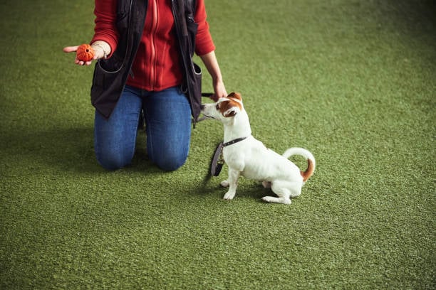 small dog and trainer holding ball