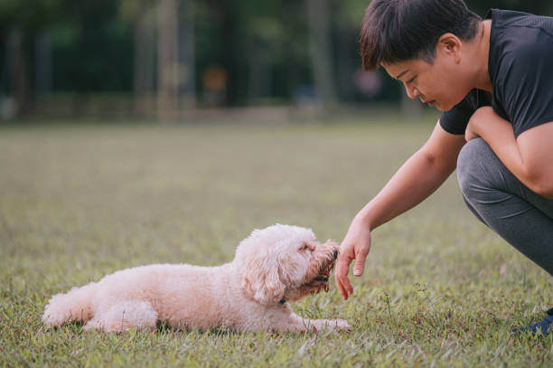 A dog sniffs a person's hand