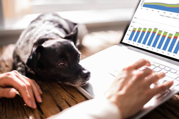 pup and person reviewing pet business reporting
