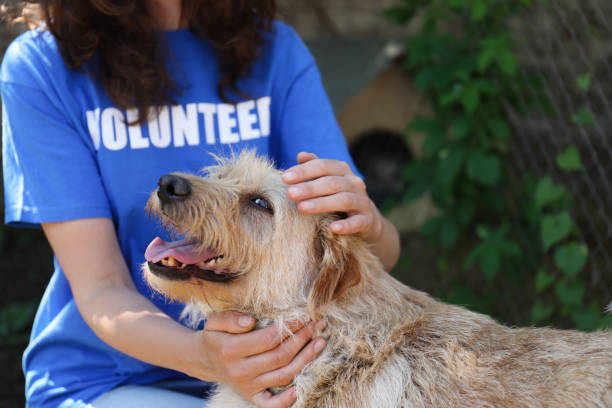 Paws for a Cause: Charity Work and Social Responsibility in the Pet-Care Industry