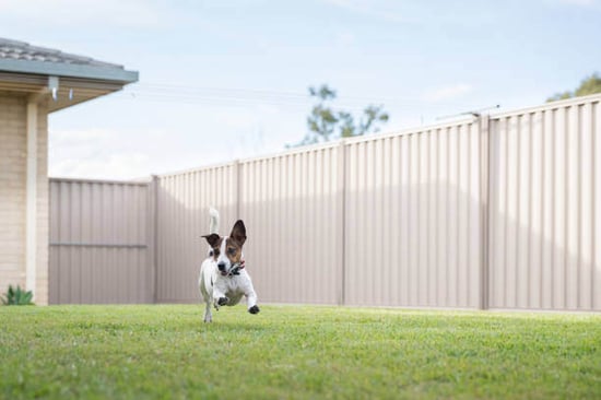 A dog runs in a fenced yard