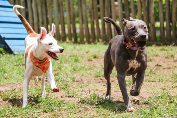 Two dogs play together at a dog park outside after playing with a stuffed kong