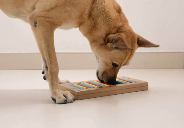 Back-to-School: Caring for Your Pet as a Full-Time Worker