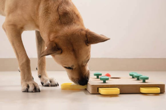 A dog does a puzzle treat toy