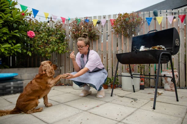 good dog doing a paw shake at an outdoor party