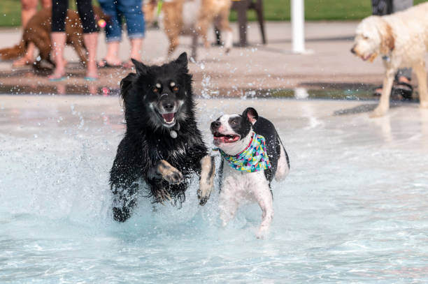 The Evolution of Dog Parks: From Simple Play Spaces to High-Tech Facilities